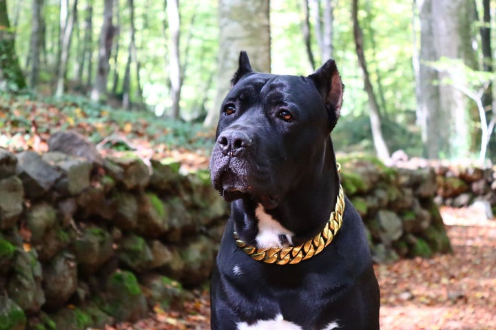 The_Kilo_Gold_Collar_Indisputably_the_Best_Dog_Collar_in_the_World_-_22_BigDogChains
