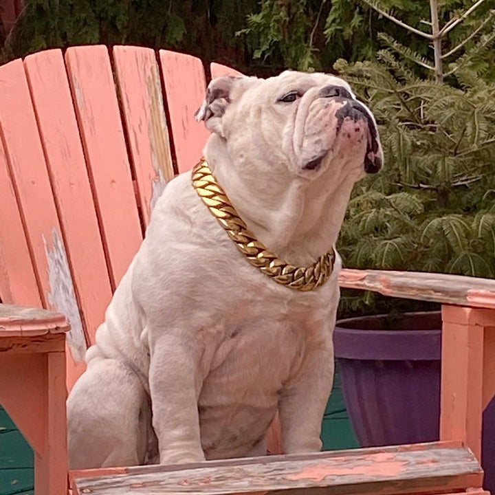 The_Kilo_Gold_Dog_Collar_Cuban_Link_Style_for_Your_Strong_Breed_Dogs_-_43_BigDogChains