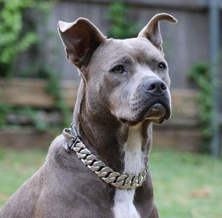 The Magnum Dog Collar Custom_Luxury_Stainless_steel for pitbull_large_dog_collars_Cane_Corso_collars_rottweilerdog_collar_american bully Strong and Resilient  - 7/BigDogChains