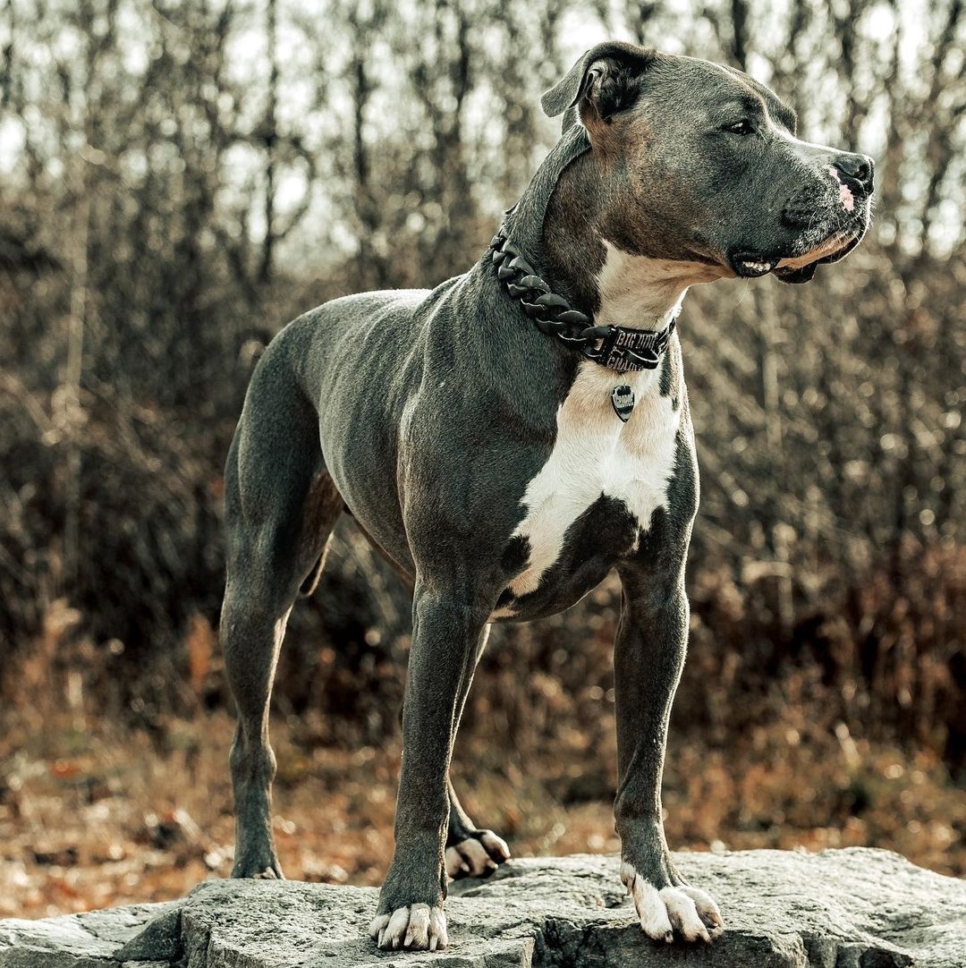 Pitbull Mastiff Giant Pitbull Breed Dog Massive Blue Nose Pitbull