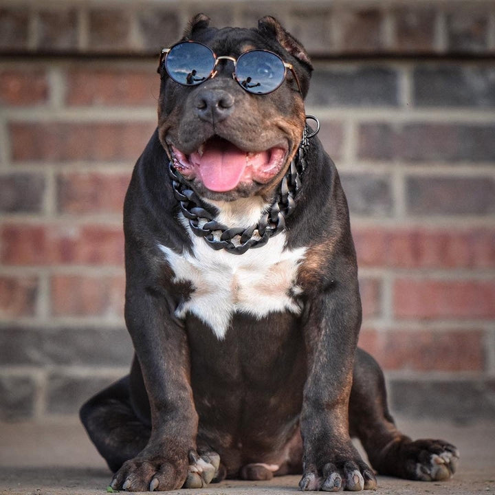 The Mamba Dog Collar for pitbull_large_dog_collars_Cane_Corso_collars_rottweilerdog_collar_Bull_Mastiff_metal_collar Fierce Looks, Unyielding Strength  - 7/BigDogChains