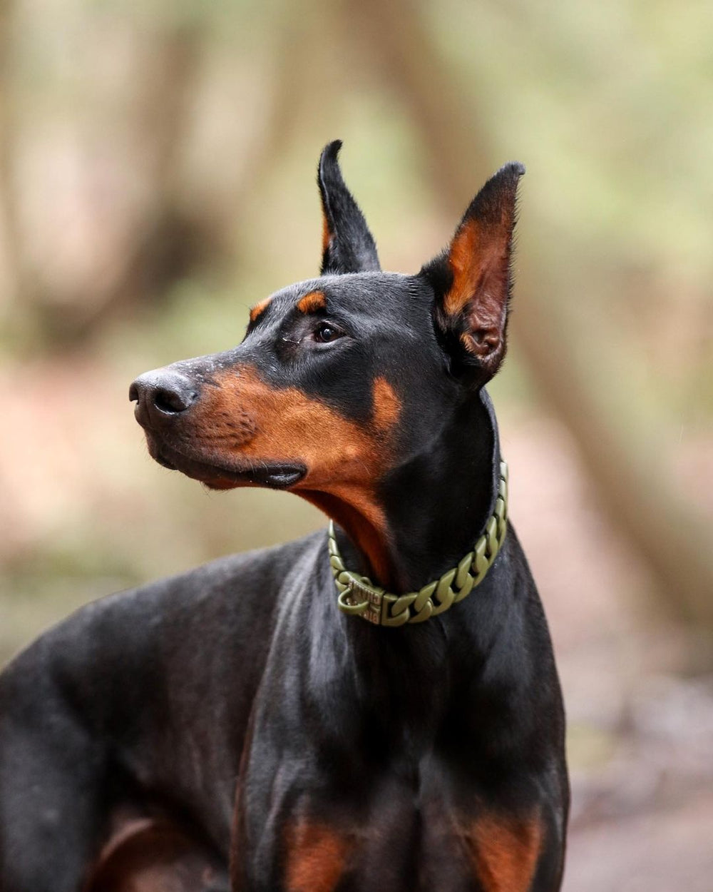  The Marine Custom_Luxury_High_Quality_and_Super_Strong_Collar for pitbull_large_dog_collars_Small_Dogs_Collar_Cane_Corso_collars_rottweilerdog_collar_american bully_French Ready for Any Challenge- 2/BigDogChains