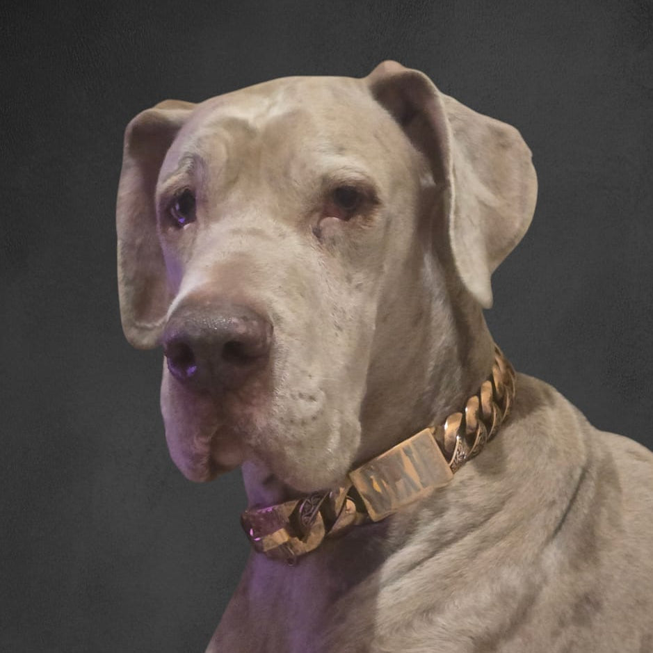 The Maui Rose 1.25 Inch Rose Gold Floral Inlay Dog Collar Luxurious Rose Gold Premium - BIG DOG CHAINS®