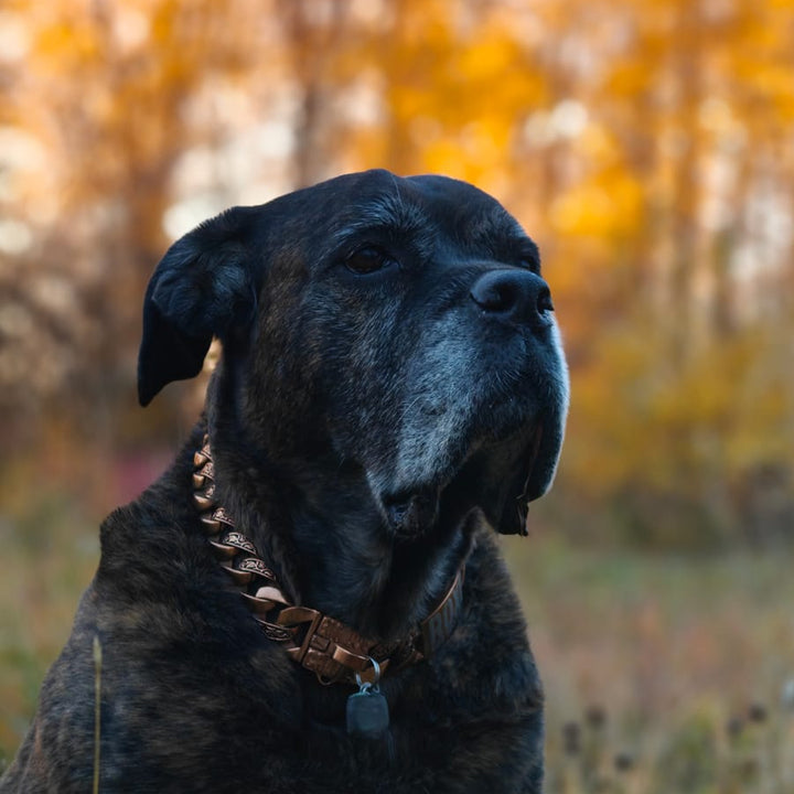 The Maui Rose 1.25 Inch Rose Gold Floral Inlay Dog Collar for Medium to Large Dogs 14-30 Inch Neck Premium Quality - BIG DOG CHAINS®