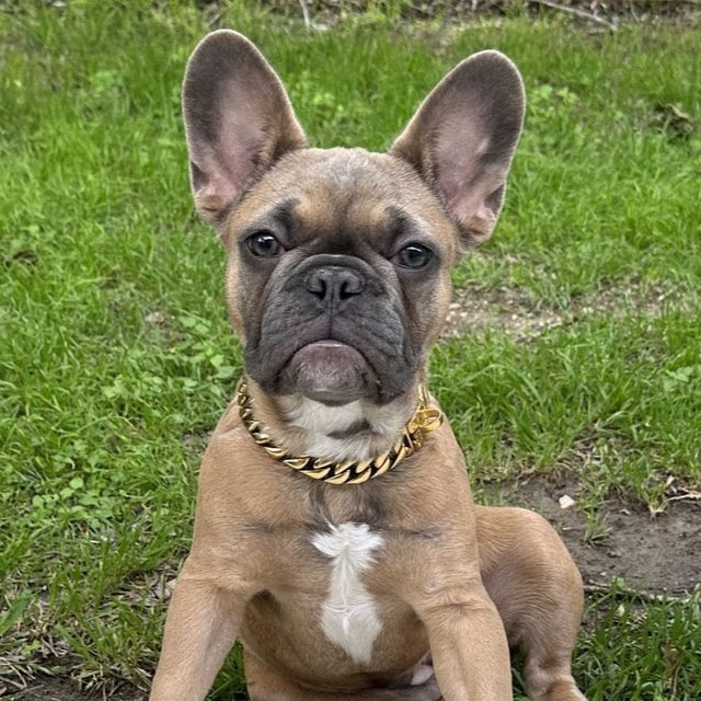 Cuban Chain French Bulldog Gold Collar French Bulldog Cuban Chain