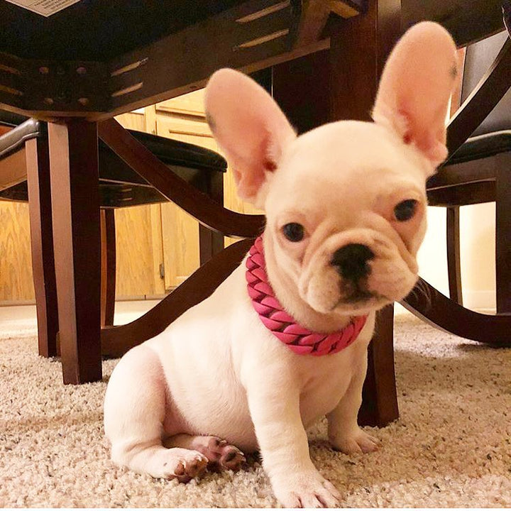 The Miami Vice Solid Custom Luxury High Quality and Super Strong Pink Dog Collar for French Bulldog Shih Tzu Corgi Dachshund Beagle Fashionable and Resilient
 - 2/LilDogChains/BigDogChains