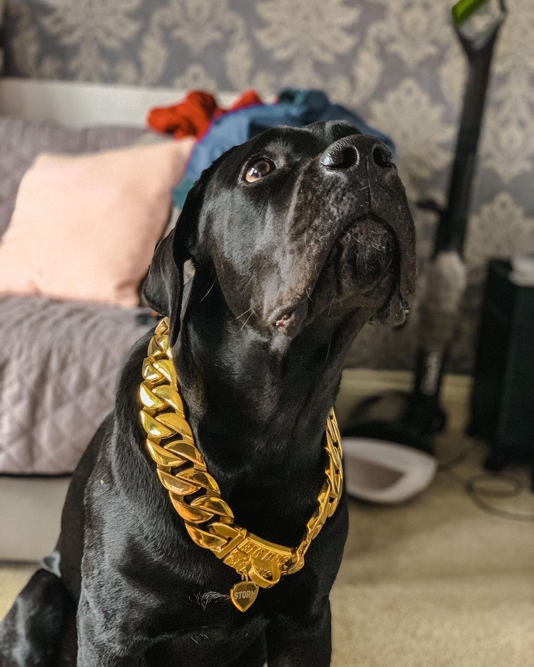THE MIDAS Gold Cuban Link Dog Collar 1.75 Inch XXL - 22-35 Inch