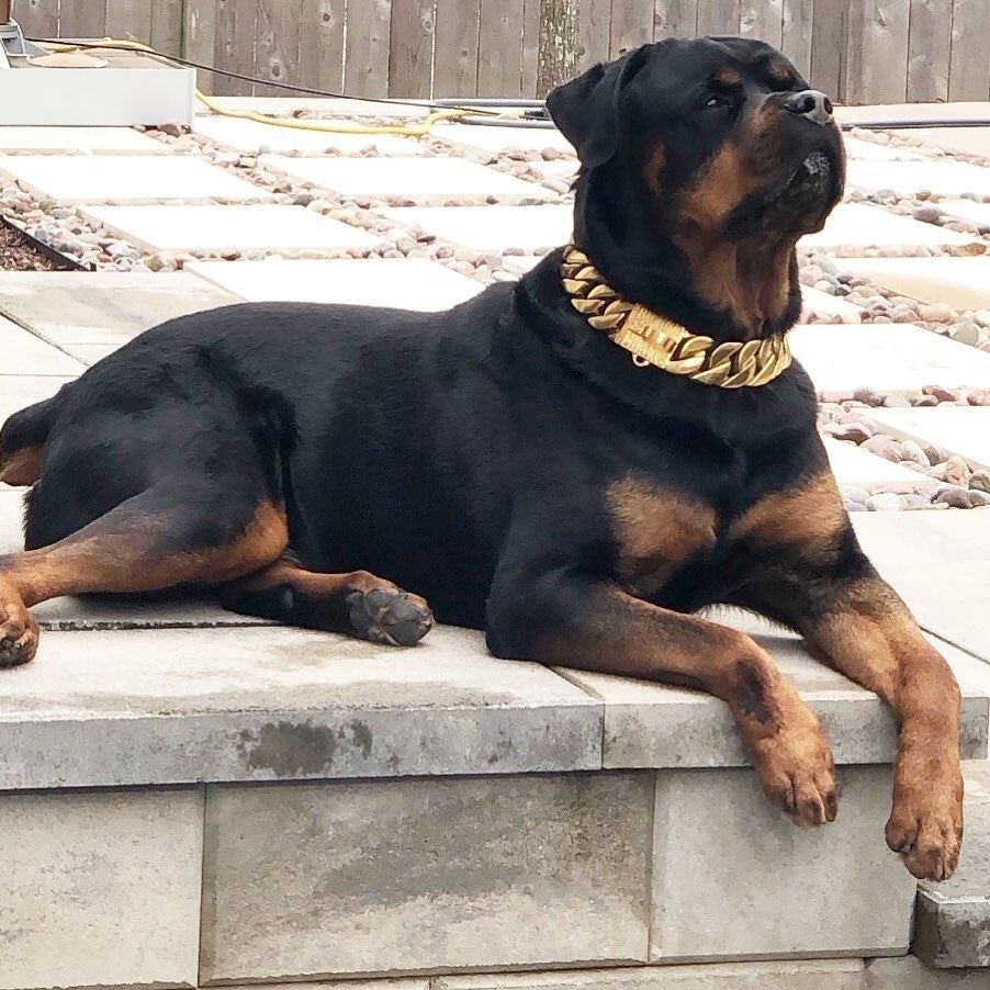 THE MIDAS Gold Cuban Link Dog Collar 1.75 Inch XXL - 22-35 Inch