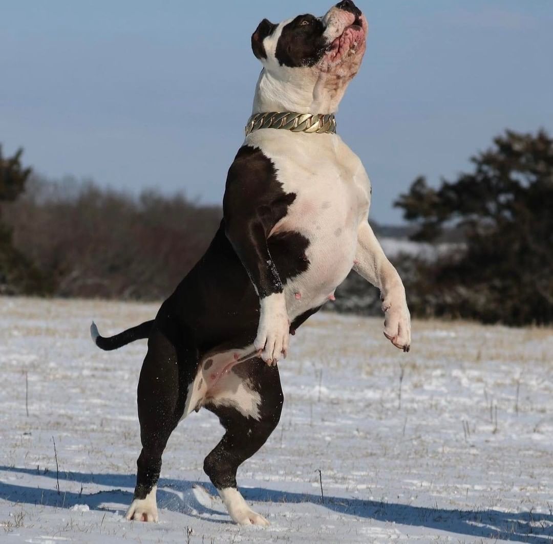 Short Strong Pitbull 55+ Thousand Pitbull Dog Royalty-Free Images
