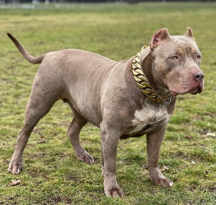 The Midas Custom_Luxury_High_Quality_and_Super_Strong_Gold_Dog_Collar for pitbull_large_dog_collars_Small_Dogs_Collar_Cane_Corso_collars_rottweilerdog_collar_american Engineered for Power and Style  - 29/BigDogChains