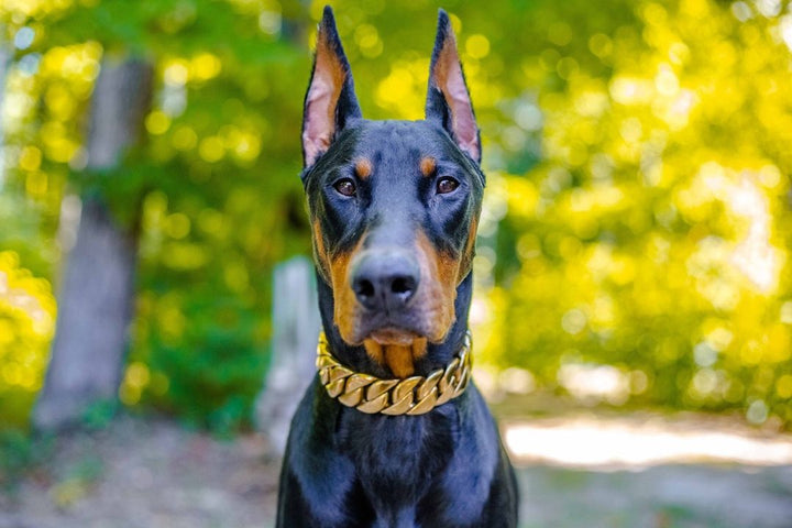 The Midas Custom_Luxury_High_Quality_and_Super_Strong_Gold_Dog_Collar for pitbull_large_dog_collars_Small_Dogs_Collar_Cane_Corso_collars_rottweilerdog_collar_american For Dogs That Deserve the Best  - 23/BigDogChains