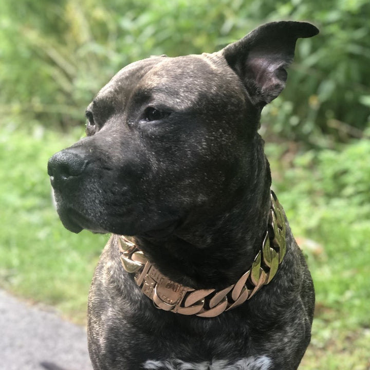 The Midas Rose Largest Rose Gold Dog Collar in the World BIG DOG CHAINS BIG DOG CHAINS