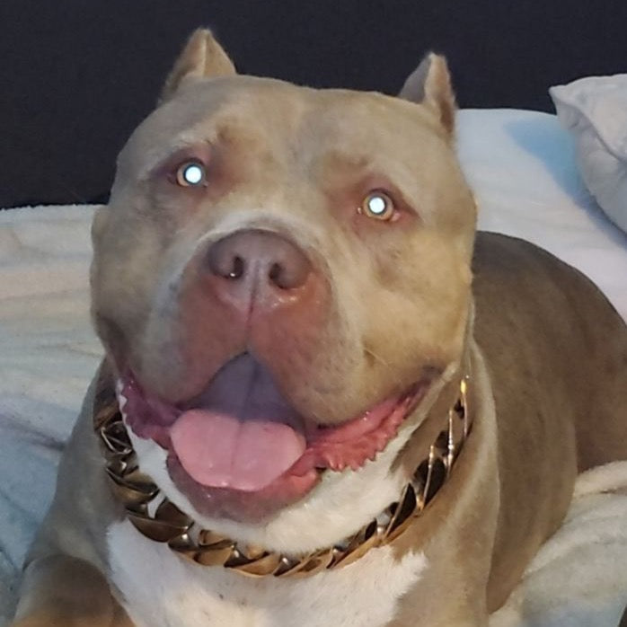 THE MIDAS ROSE 1.75 Inch Rose Gold Cuban Link Dog Collar XXL - BIG