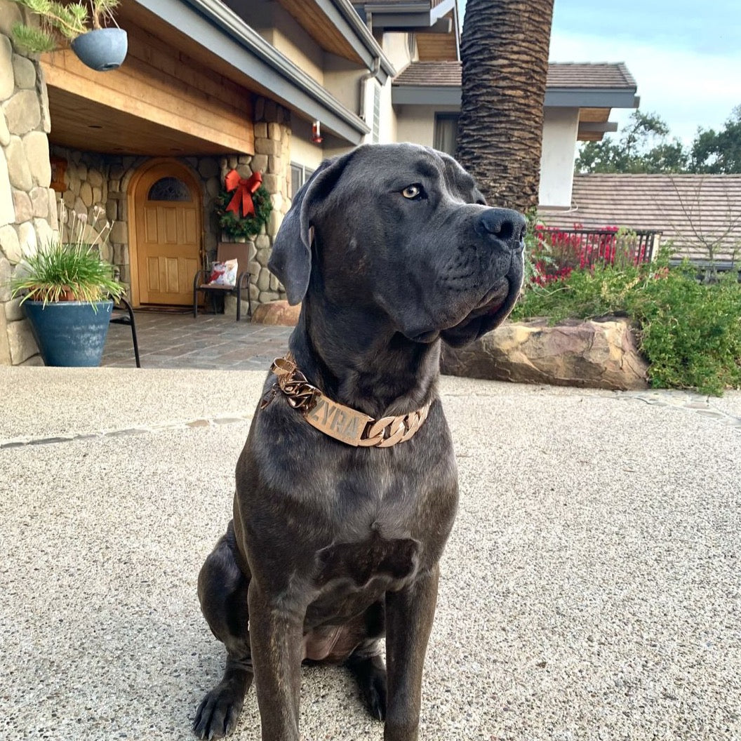 The Midas Rose Largest Rose Gold Dog Collar in the World BIG DOG CHAINS BIG DOG CHAINS