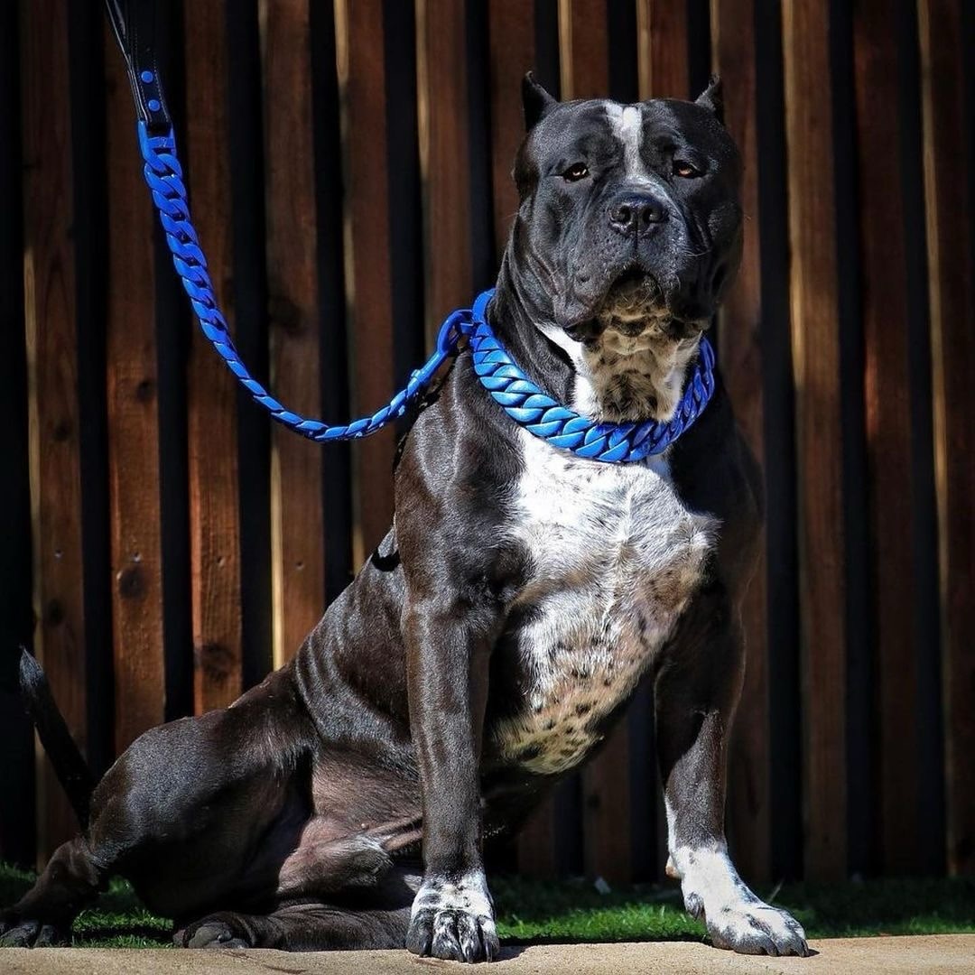 THE PACIFIC Large Cuban Link BLUE Dog Collar - BIG DOG CHAINS