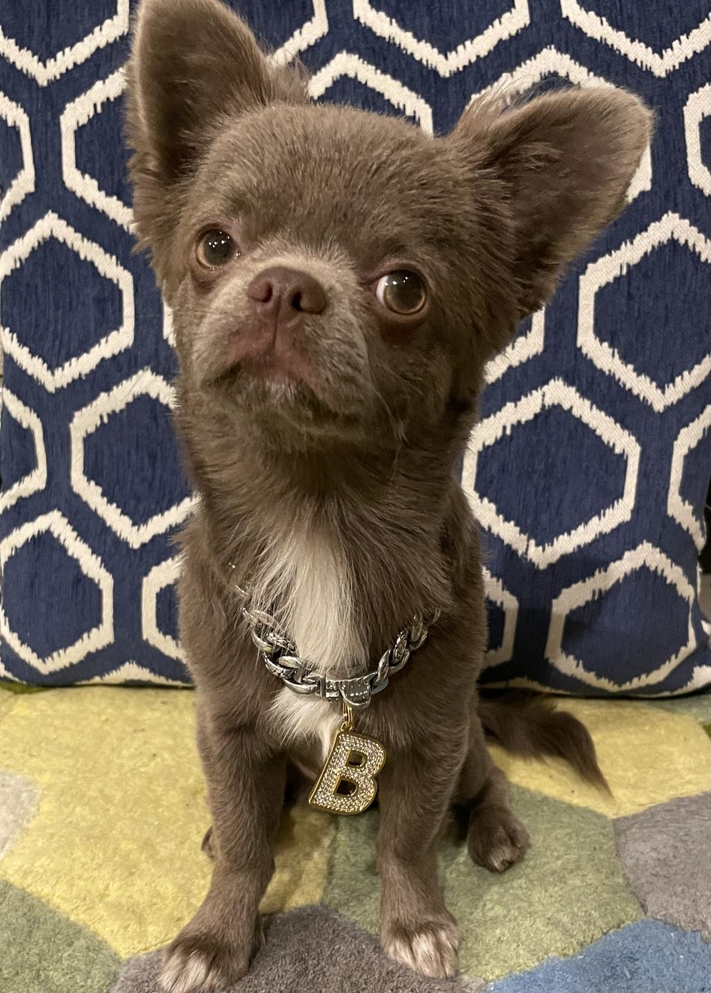 Little dog chains top