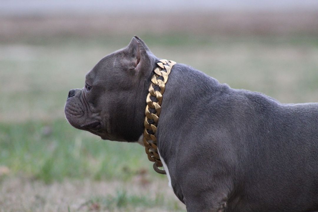 The R.I.C.O gold_dog_collar_pitbull_large_dog_collars_Cane_Corso_collars_rottweilerdog_collar_Bull_Mastiff_metal_collar A Statement of Elegance   - 14/BigDogChains