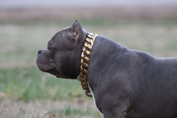 The R.I.C.O gold_dog_collar_pitbull_large_dog_collars_Cane_Corso_collars_rottweilerdog_collar_Bull_Mastiff_metal_collar A Statement of Elegance   - 14/BigDogChains