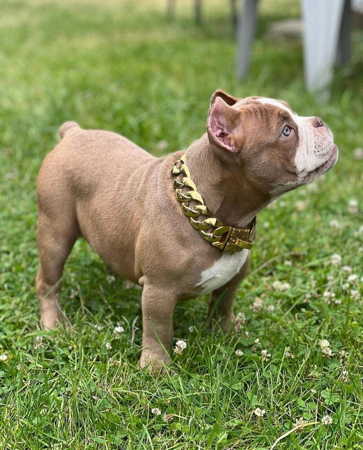 The R.I.C.O gold_dog_collar_pitbull_large_dog_collars_Cane_Corso_collars_rottweilerdog_collar_Bull_Mastiff_metal_collar Elevate Your Pet's Style Game   - 16/BigDogChains