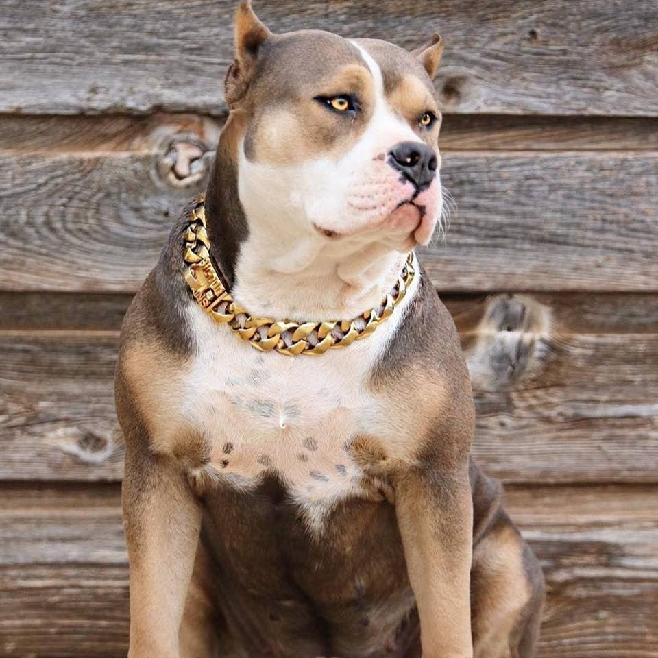 Gold Chain Dog Collar Pitbull THE Luxury Gold Dog Collar Cuban