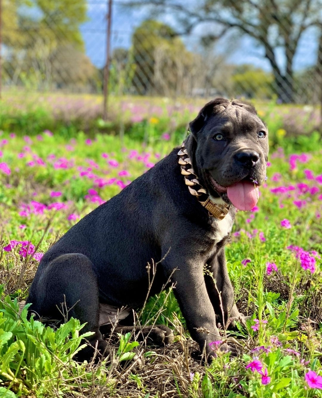The R.I.C.O gold_dog_collar_pitbull_large_dog_collars_Cane_Corso_collars_rottweilerdog_collar_Bull_Mastiff_metal_collar Shimmer and Shine   - 17/BigDogChains