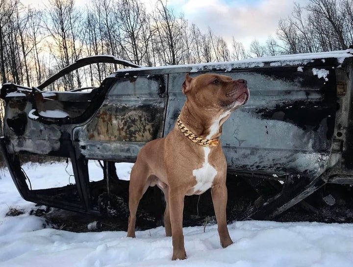 The R.I.C.O gold_dog_collar_pitbull_large_dog_collars_Cane_Corso_collars_rottweilerdog_collar_Bull_Mastiff_metal_collar Sophisticated Style   - 13/BigDogChains