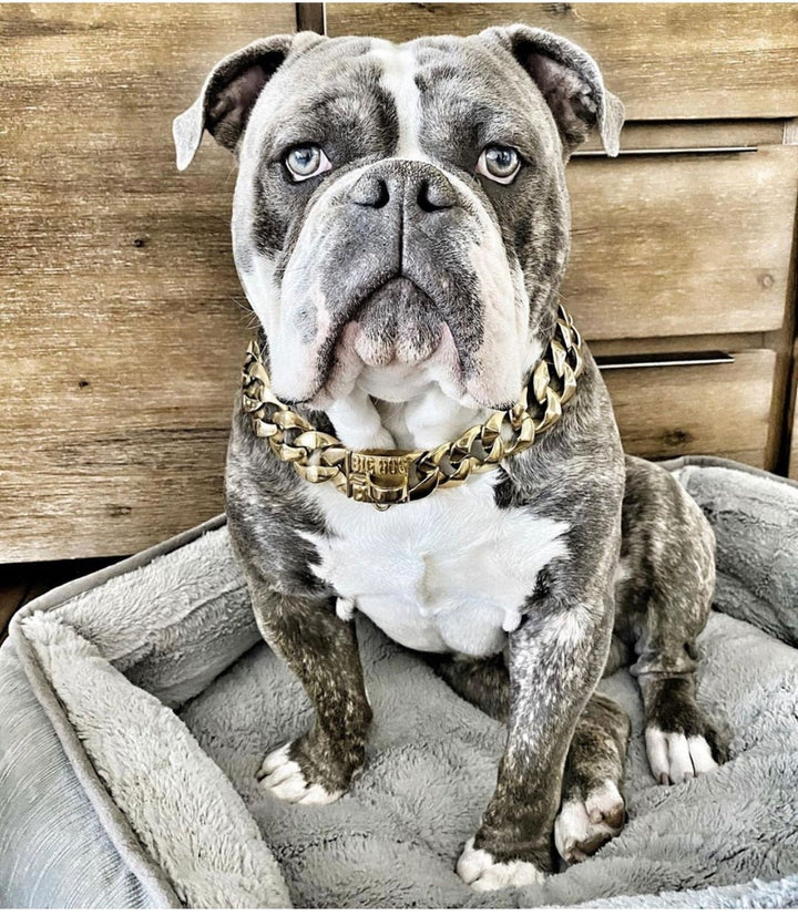 The R.I.C.O gold_dog_collar_pitbull_large_dog_collars_Cane_Corso_collars_rottweilerdog_collar_Bull_Mastiff_metal_collar The Ultimate in Pet Fashion   - 15/BigDogChains