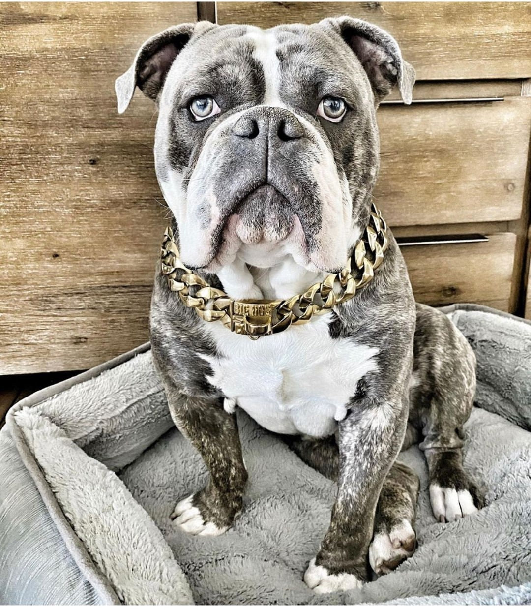 RICO Luxury Gold Dog Collar BIG DOG CHAINS BIG DOG CHAINS