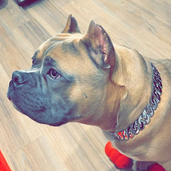The Rox 1 Inch Cuban Link Style Polished Stainless Steel Collar for XL Dogs Premium Quality - BIG DOG CHAINS®