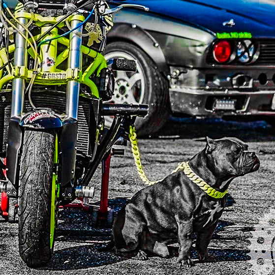 The Starburst  Neon Yellow Customized Dog Collar / Big Dog Chains 