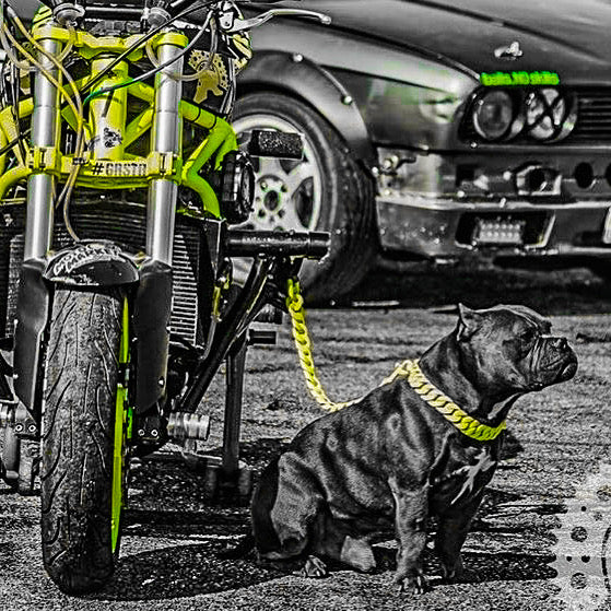 The Starburst  Neon Yellow Dog Collar / Big Dog Chains 2