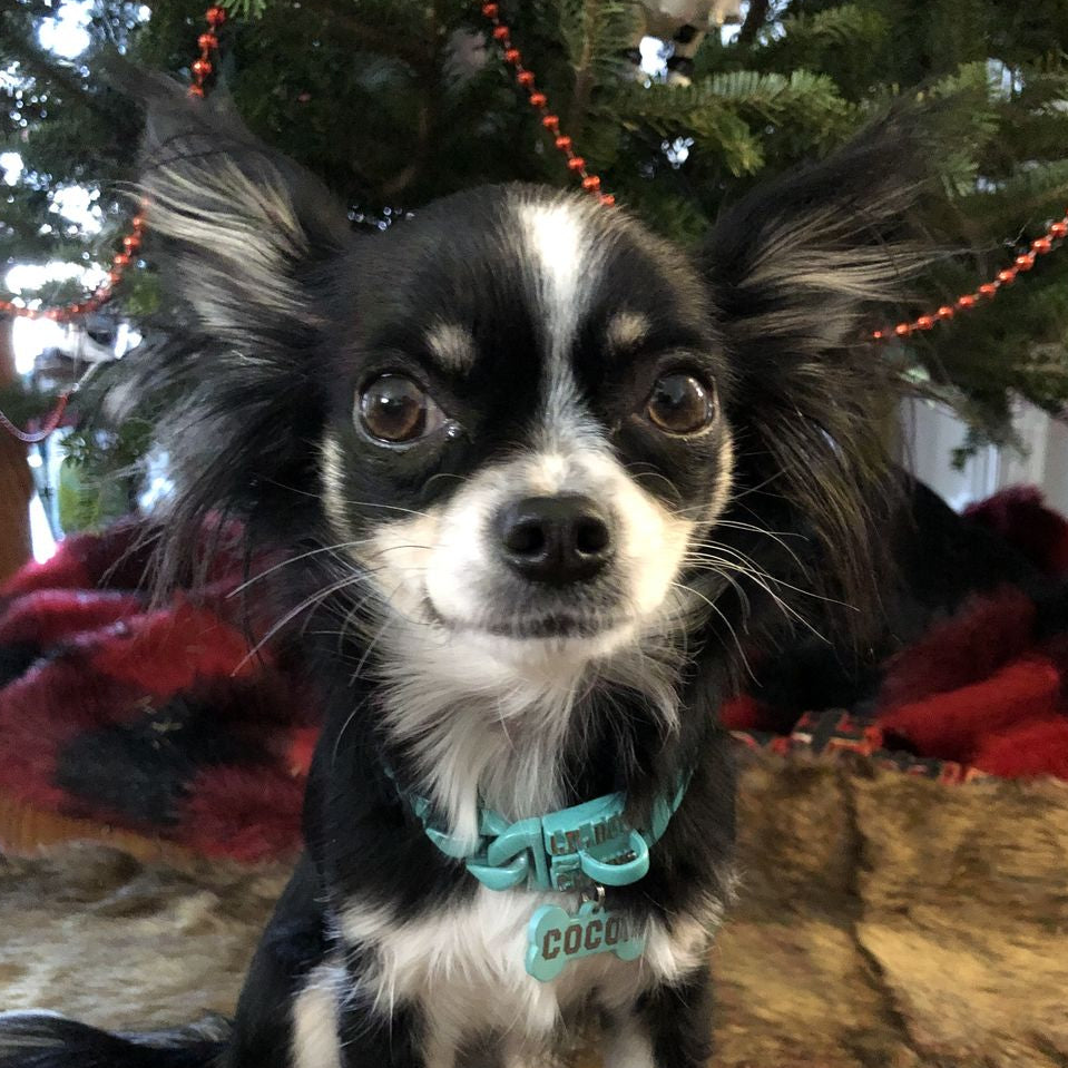 The Surfside 0.75 Inch Turquoise Blue Curb Link Dog Collar for Small Dogs 7-14 Inch Neck Premium Quality - BIG DOG CHAINS®