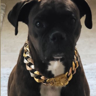 THE TRI Tri-Color Gold Dog Collar 1.25 Inch - 14-30 Inch - BIG DOG