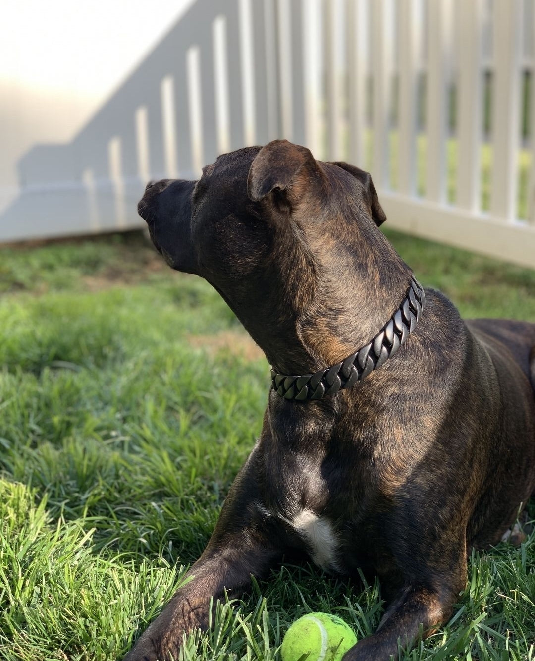 The Venom Custom_Luxury_Black_Dog_Collar for pitbull_large_dog_collars_Small_Dogs_Collar_Cane_Corso_collars_rottweilerdog_collar_american bully_French Bulldog_Crafted Commanding Power - 6/BigDogChains