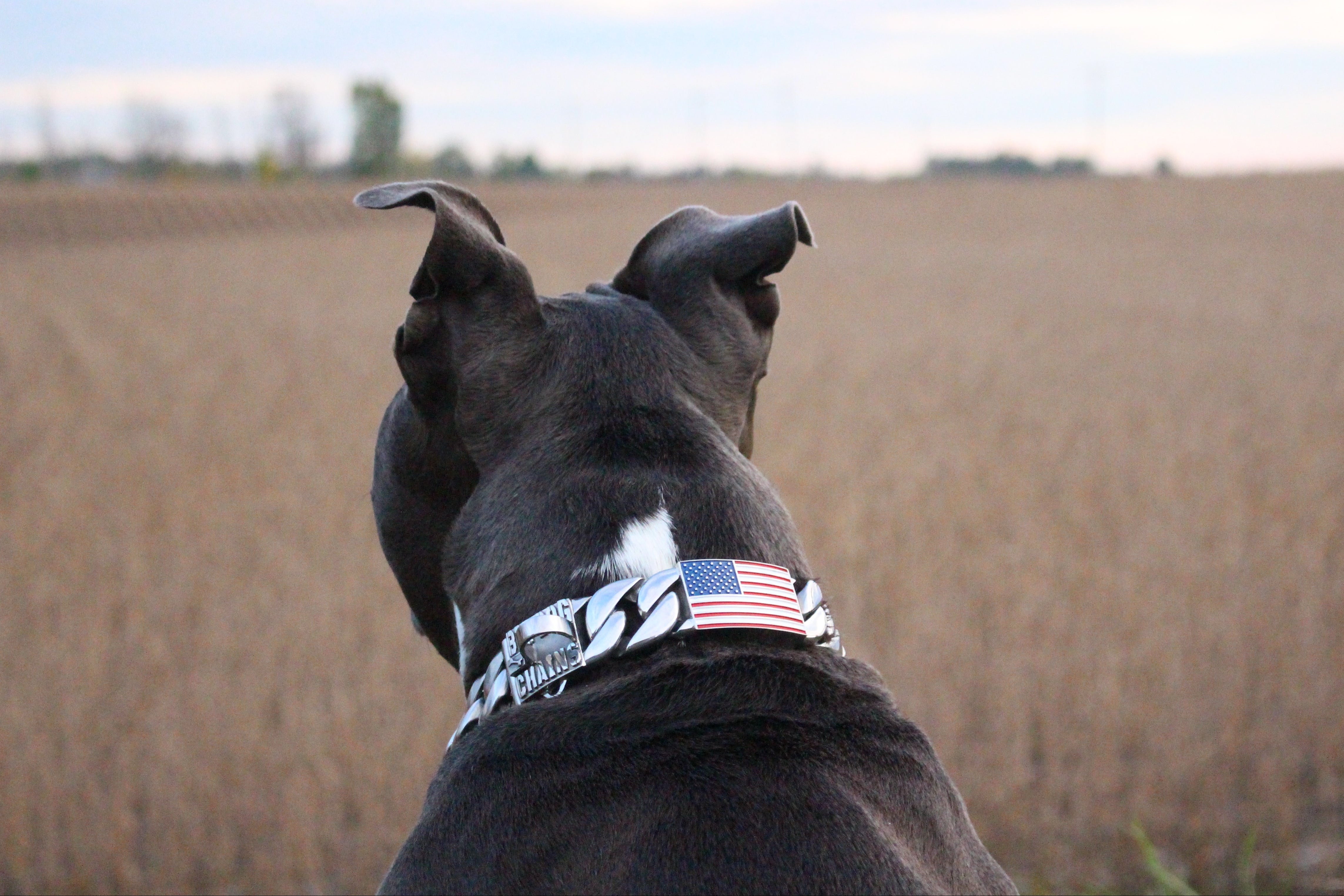 USA flag dog collar 