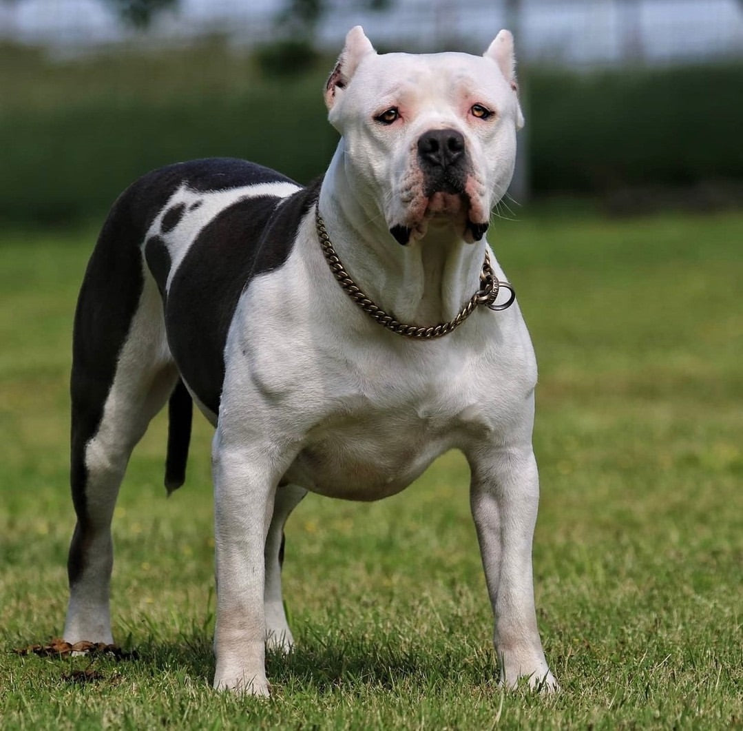 XXL Bullies: Miami Choker Gold Cuban Link Training Dog Collar on XXL Bullies Double Layer PVD Gold - BIG DOG CHAINS®