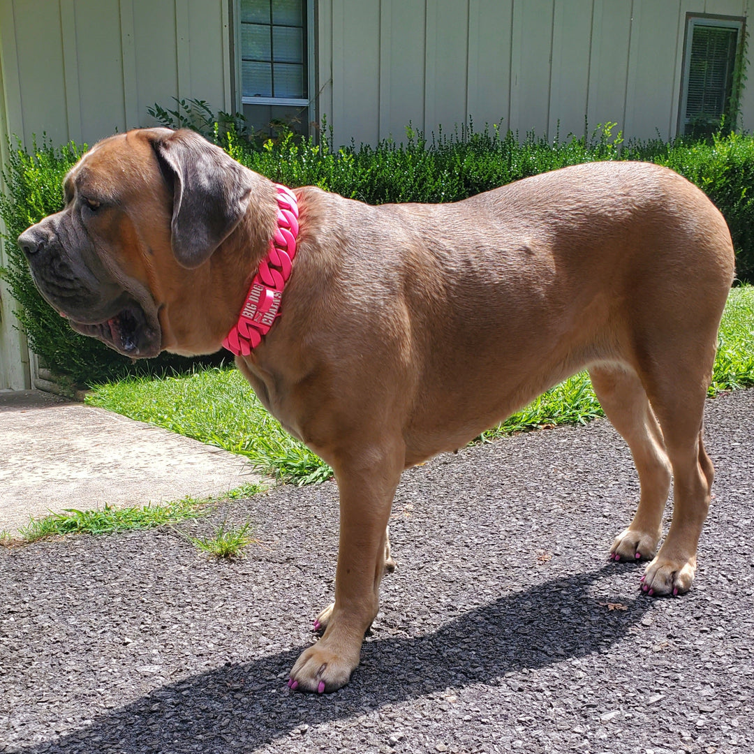 AKC certified Cane Corso therapy dog Zara modeling premium pink stainless steel dog collar - BIG DOG CHAINS®