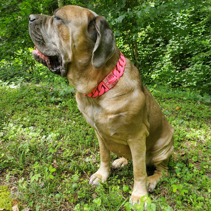 Therapy dog Zara showcasing The Lollipop XXL pink Cuban link collar for large breeds - BIG DOG CHAINS®