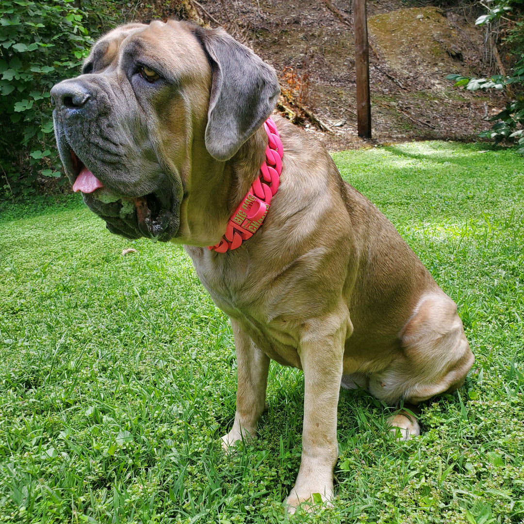 Zara AKC Cane Corso therapy dog wearing The Lollipop 1.75 inch pink Cuban link collar - BIG DOG CHAINS®