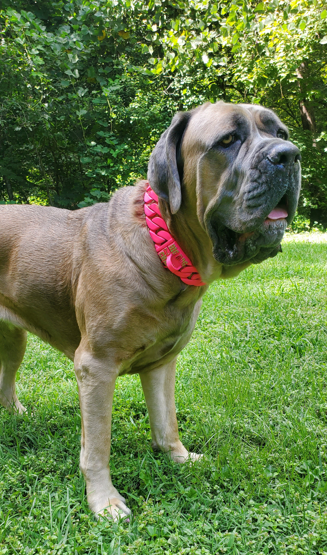 Zara therapy dog Cane Corso in The Lollipop pink marine-grade stainless steel collar - BIG DOG CHAINS®