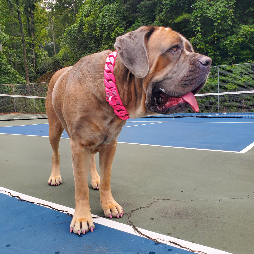 Therapy dog Zara showcasing The Lollipop XXL pink Cuban link collar for large breeds - BIG DOG CHAINS®
