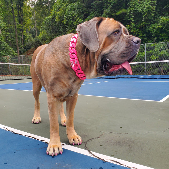 Therapy dog Zara showcasing The Lollipop XXL pink Cuban link collar for large breeds - BIG DOG CHAINS®