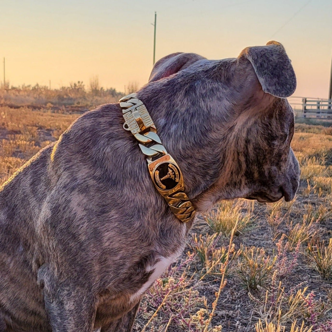 The Service Dog ID Link 1.25 Inch Gold Custom Engraved for Service Dogs Premium Quality - BIG DOG CHAINS®