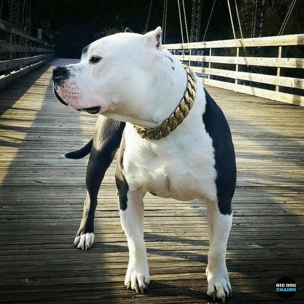 American Pit bull Bully Large Gold Cuban Link Dog Collar Luxury Custom Stainless Steel Dog Collar - BIG DOG CHAINS