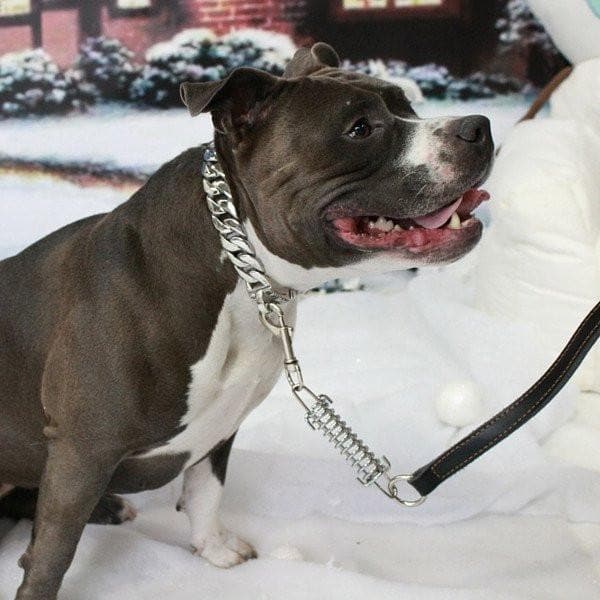 Caesar Large Luxury Dog Collar - BIG DOG CHAINS - 2