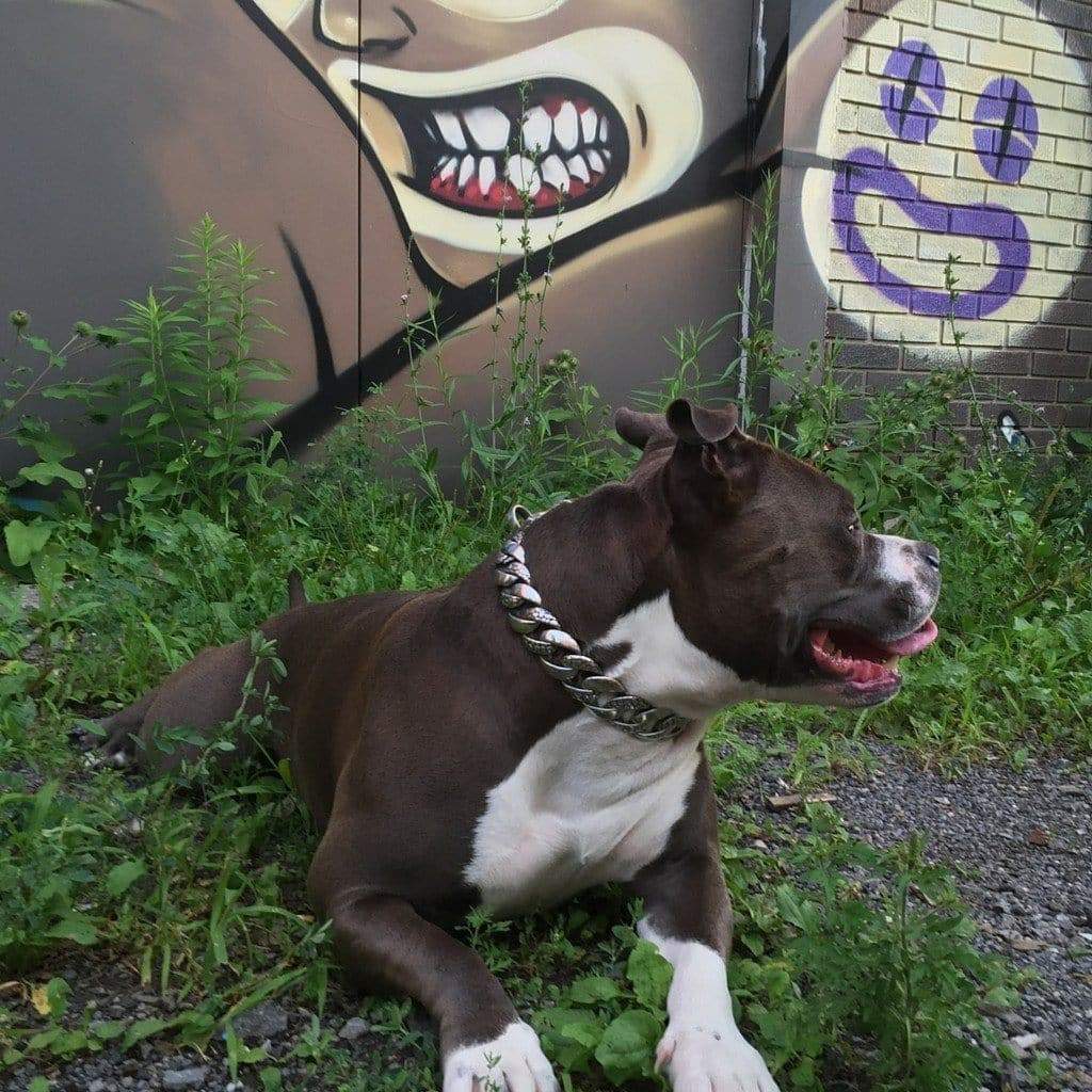 Rocky Designer Dog Collar - BIG DOG CHAINS - 6