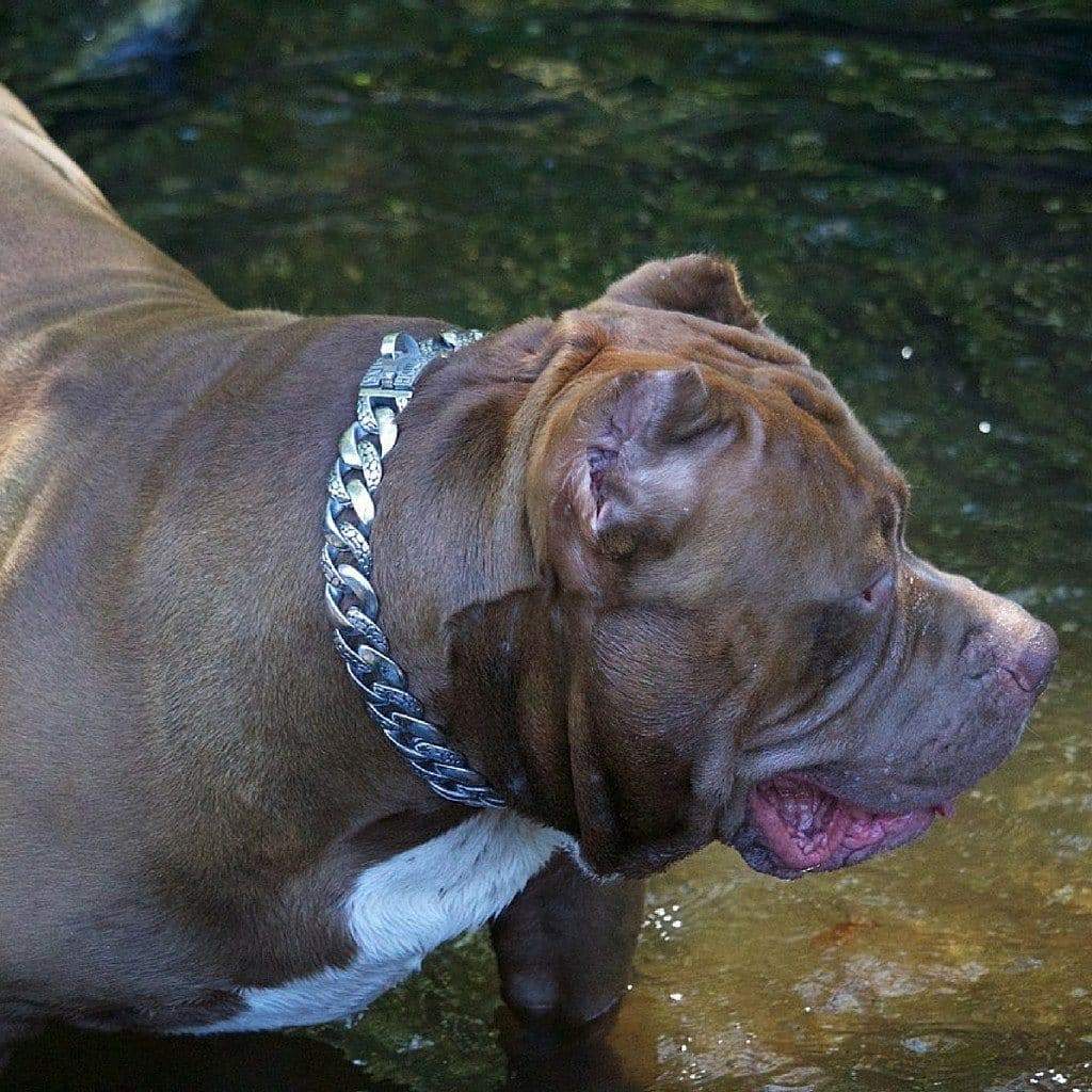 Rocky Designer Dog Collar - BIG DOG CHAINS - 5