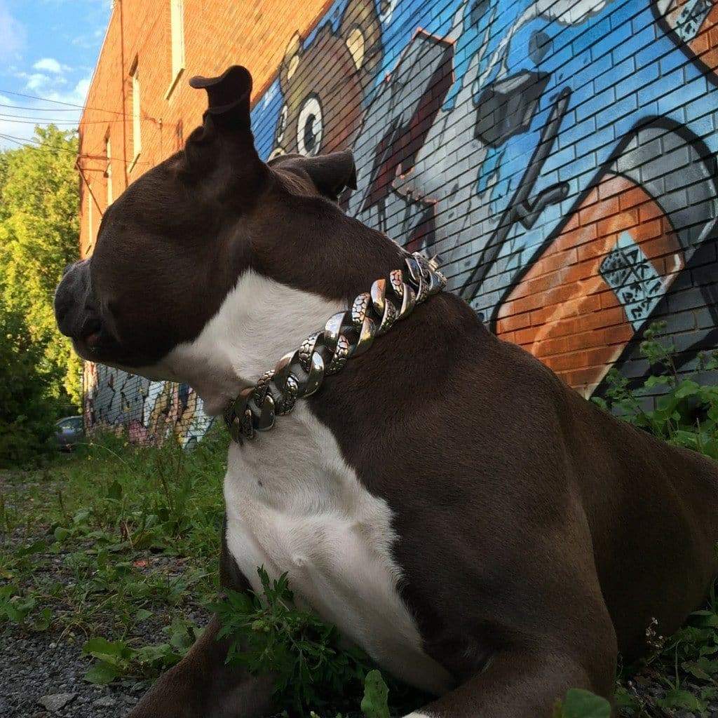 Rocky Designer Dog Collar - BIG DOG CHAINS - 4