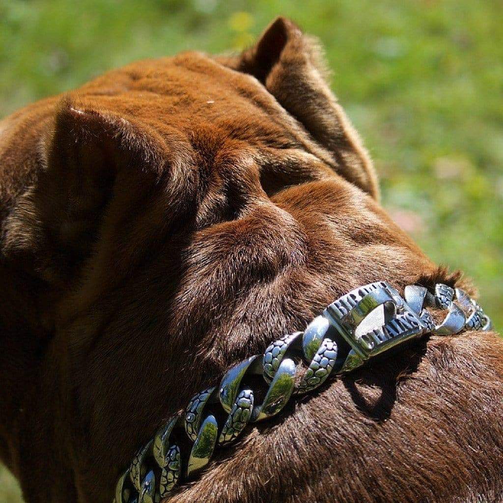 Rocky Designer Dog Collar - BIG DOG CHAINS - 2