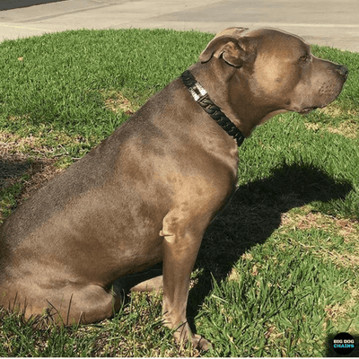 Mamba Large Custom Dog Collar military grade black finish - BIG DOG DOG CHAINS